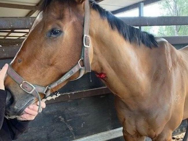 Police investigate multiple horse stabbings in Goondiwindi