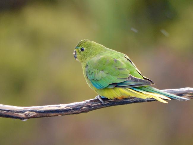 The rare orange-bellied parrot is making a comeback at Melaleuca. Port Davey cruise, Tasmania. Picture: Joanne Young