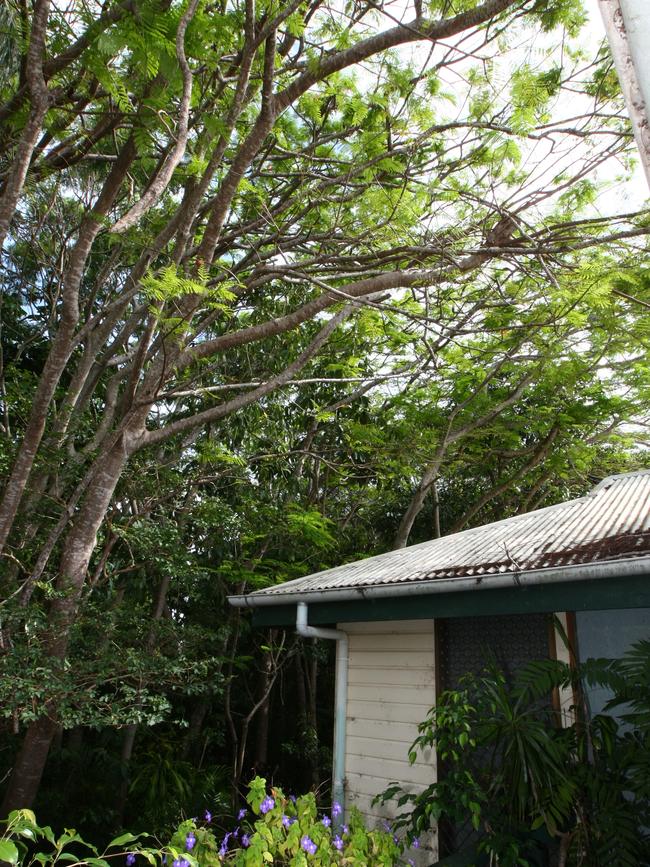 Overhanging trees generic.