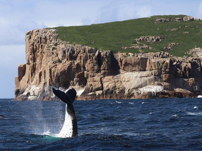 A whale flicks its tail at passengers on one of the Pennicott Wilderness Journeys’ Tasman Island cruises. Pictures: Pennicott Journeys skipper Drew Griffiths.