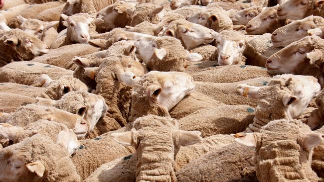 Rare event: Sheep and lamb prices have made rare gains in the spring selling season so far, when supply has traditionally acted in the buyer’s favour.