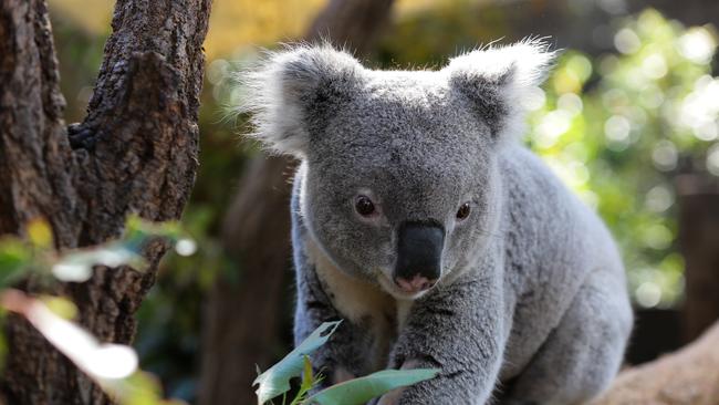 Suburbs will be off-limits to developers to protect these gorgeous little guys. Picture: NCA NewsWire / Gaye Gerard