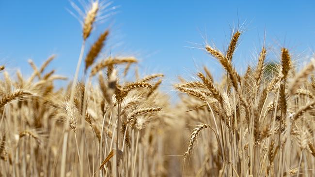 NEWS: Wheat Harvest Worker Nick Symon