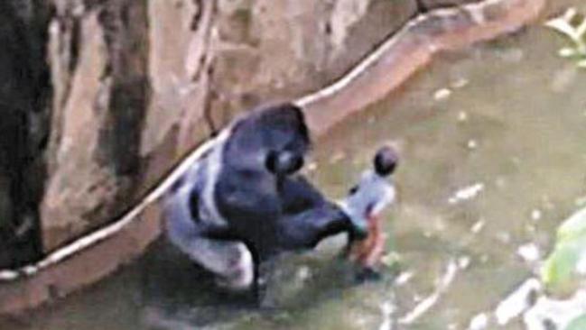 Gorilla shot dead in zoo: Killing unnecessary, primate expert says