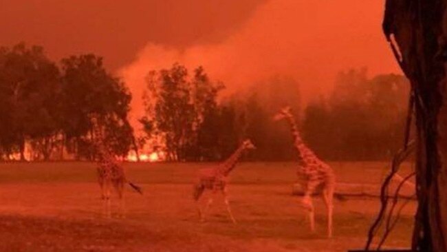 Giraffes seen at Mogo Zoo on the NSW south coast during the bushfires. Picture: Nine News