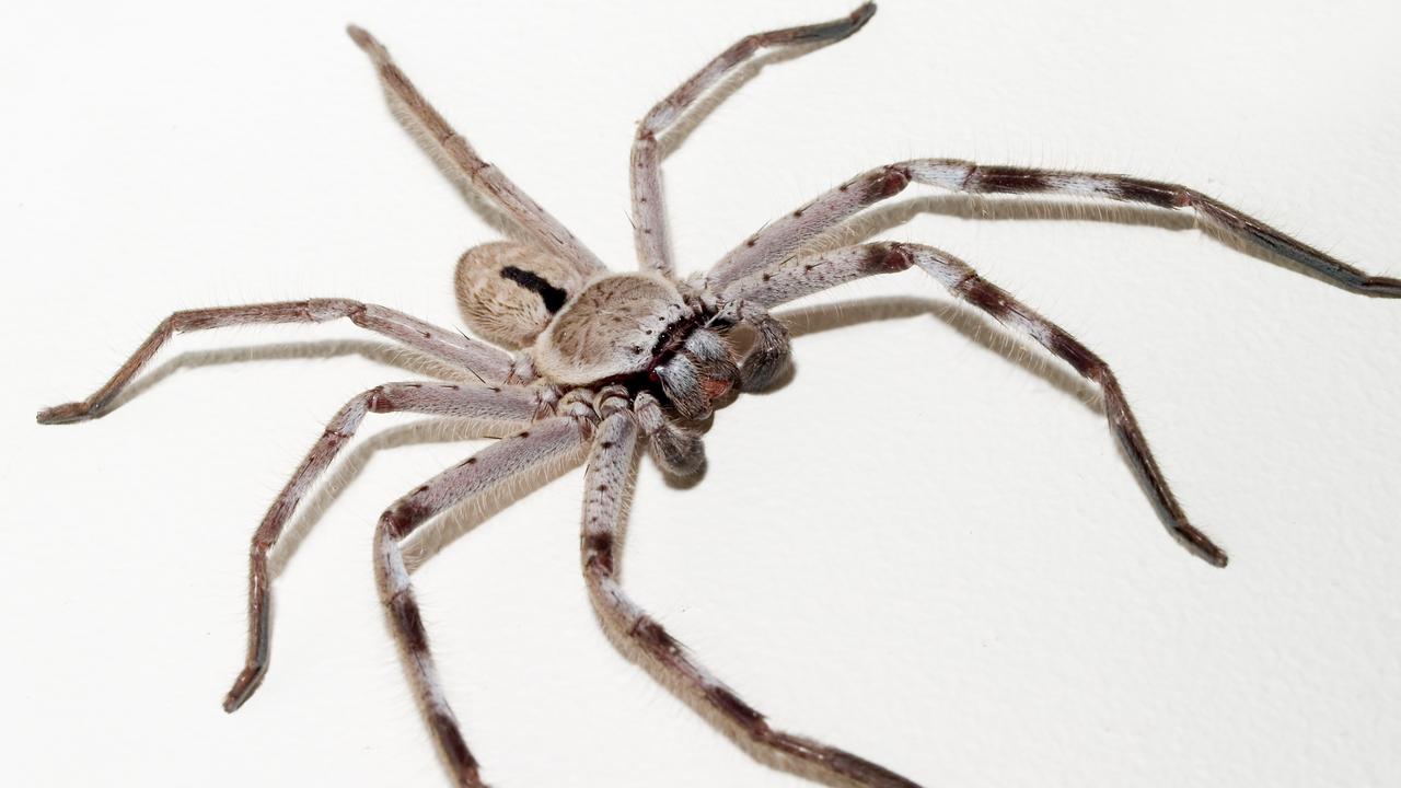 Huntsman spiders are not dangerous. Picture: Holger Mette / iStock