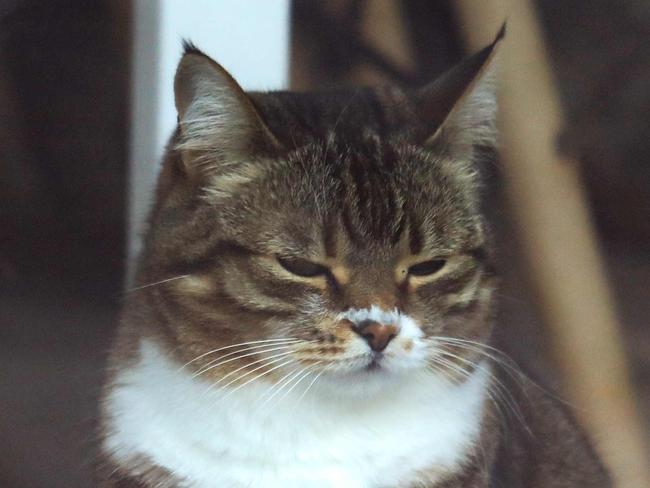 A cat is pictured through the window of the "Cat Cafe" which remains closed in Vilnius, Lithuania on April 19, 2020, amid the new coronavirus COVID-19 pandemic. - In Lithuania, cafes and restaurants were closed to limit the spread of the novel coronavirus. (Photo by PETRAS MALUKAS / AFP)