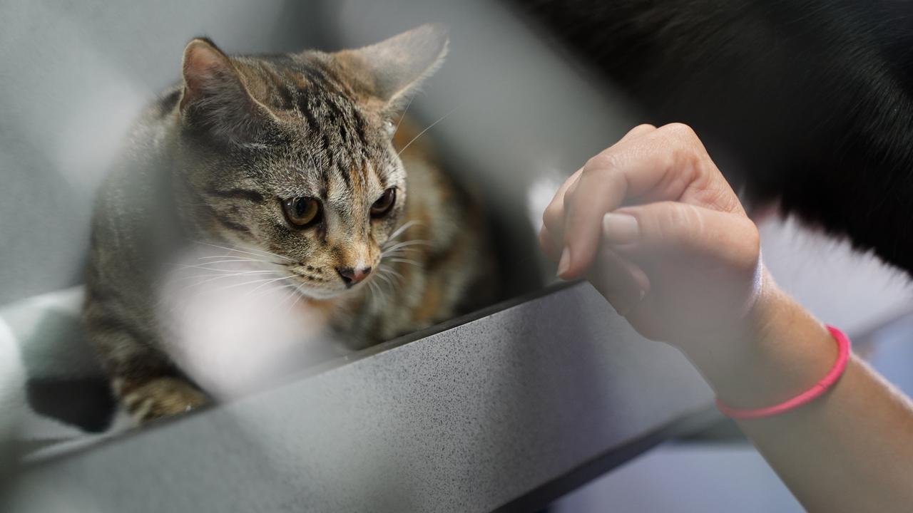 Mackay RSPCA is taking in more cats because of the housing crisis. Picture: Lillian Watkins