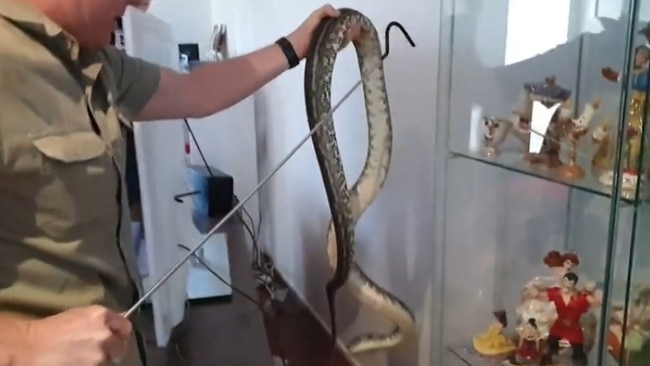 Python found under TV unit in Cleveland. Picture: Redland's Snake Catcher