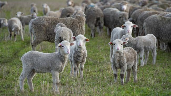 The value of livestock theft in Victoria has soared to a 10-year high of more than $2.5 million for the 12 months to March 2022. Picture: Zoe Phillips