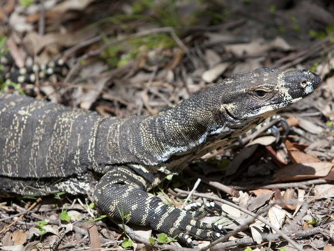 Students at The Kings School allegedly killed a goanna during a cadet camp.