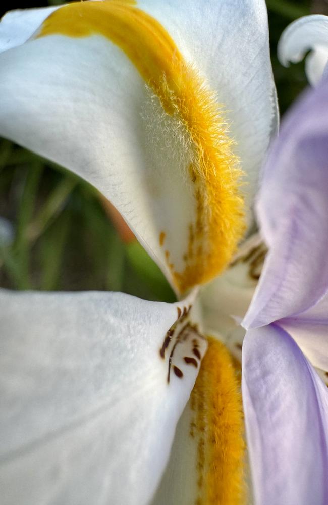 iPhone 15 Pro Max has a nice macro lens for closer up photos. Photo: Mark Furler