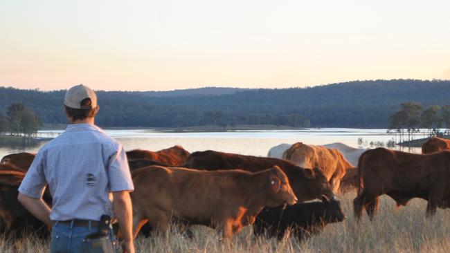 Cam Griffin founded Binowee Family Grazing as a way to start his own farm and renovate pastures. Picture: Supplied