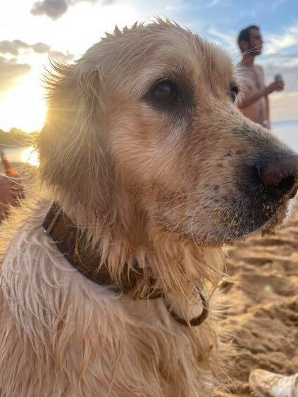 Golden retriever Peggy is two-and-a-half years old. Picture: Facebook