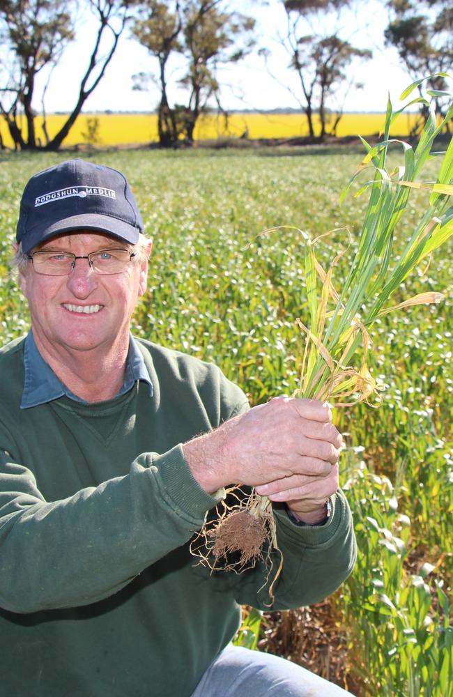 All ears: Berriwillock farmer Garry Bibby has applied scientific processes in boosting his wheat crop.