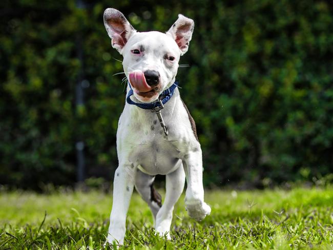 WEEKEND PAPERS: RSPCA for a story about Queenslanders giving their pets up in the cost of living crisis because they can't afford to feed them.3-month-old Eve the Bull Arab/American Staffordshire Bull Terrier who is up for adoption at the RSPCA in Wacol.Picture: Nigel Hallett