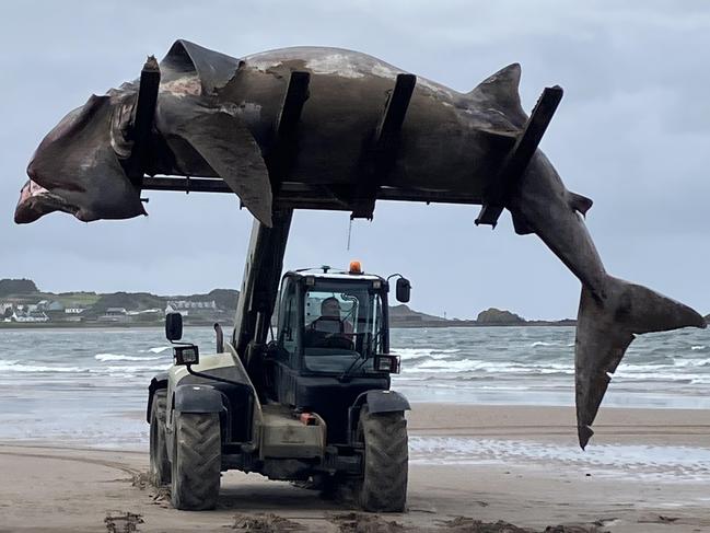 Story from Jam Press (Giant Shark UK)  Pictured: The giant basking shark being removed from Maidens Beach.  VIDEO: Horrific moment gigantic 24ft SHARK washes up on UK beach  A giant shark has been spotted washed up on a UK beach Ã¢â¬âÃÂ leaving beachgoers in shock.  The basking shark, sometimes known as a Ã¢â¬ÅToothless Bruce,Ã¢â¬Â is the second largest fish in our oceans.  At first, it was thought to be a whale, until Yolanda McCall, from Ayrshire, Scotland, contacted British Divers Marine Life Rescue (BDLMR) and Scottish Marine Animal Stranding Scheme (SMASS) teams.  The shark, which measures a whopping 24ft, was sadly pronounced dead at the scene on Maidens Beach on Sunday evening (30 June 2024).  Ã¢â¬ÅIt was tangled in a long loop of rope, in its mouth and caught around its tail,Ã¢â¬Â Yolanda told What's The Jam.  Ã¢â¬ÅThe creature was bobbing around in the water and we couldn't tell if it was dead or alive.  Ã¢â¬ÅI wanted to try to help it, if it was alive and floundering, so I put on a wetsuit and got in the water to check.  Ã¢â¬ÅSadly it was dead, but it looked very complete, a recent death.  Ã¢â¬ÅMaybe it got tired trying to free itself.Ã¢â¬Â  Officials, including the coastguard, identified the animal as a basking shark.  She added: Ã¢â¬ÅAfter the tide went out, we could see the full beautiful big creature.  Ã¢â¬Å[ItÃ¢â¬â¢s] very sad.Ã¢â¬Â  ENDS  EDITORÃ¢â¬â¢S NOTES: Video Usage Licence: (EXCLUSIVE) We have obtained an exclusive licence from the copyright holder. A copy of the licence is available on request.  Video Restrictions: None.