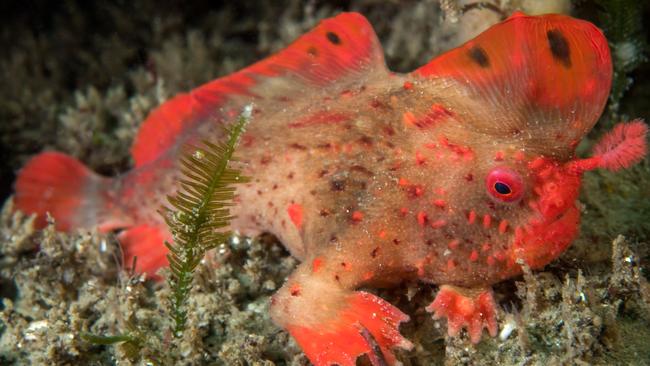 The endangered red handfish. Picture: Supplied