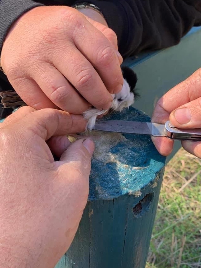 Marian woman Kiya Durbridge found two kingfisher birds glued to the sign at Cathu State Forrest.