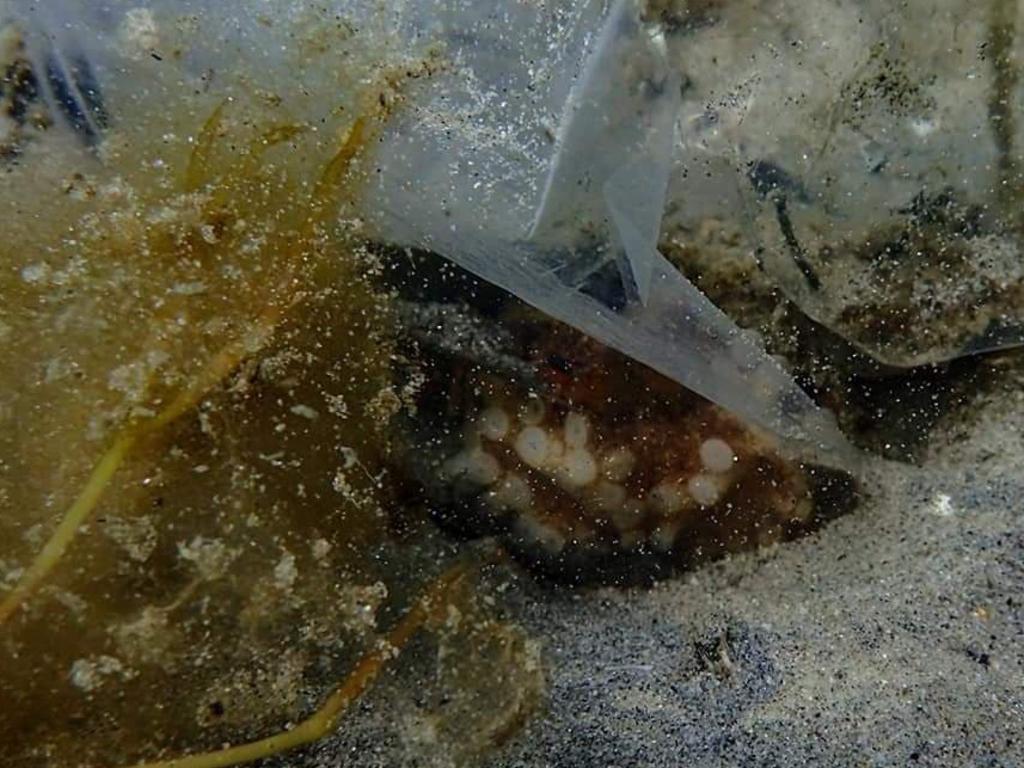 An octopus stuck in plastic. Picture: supplied 