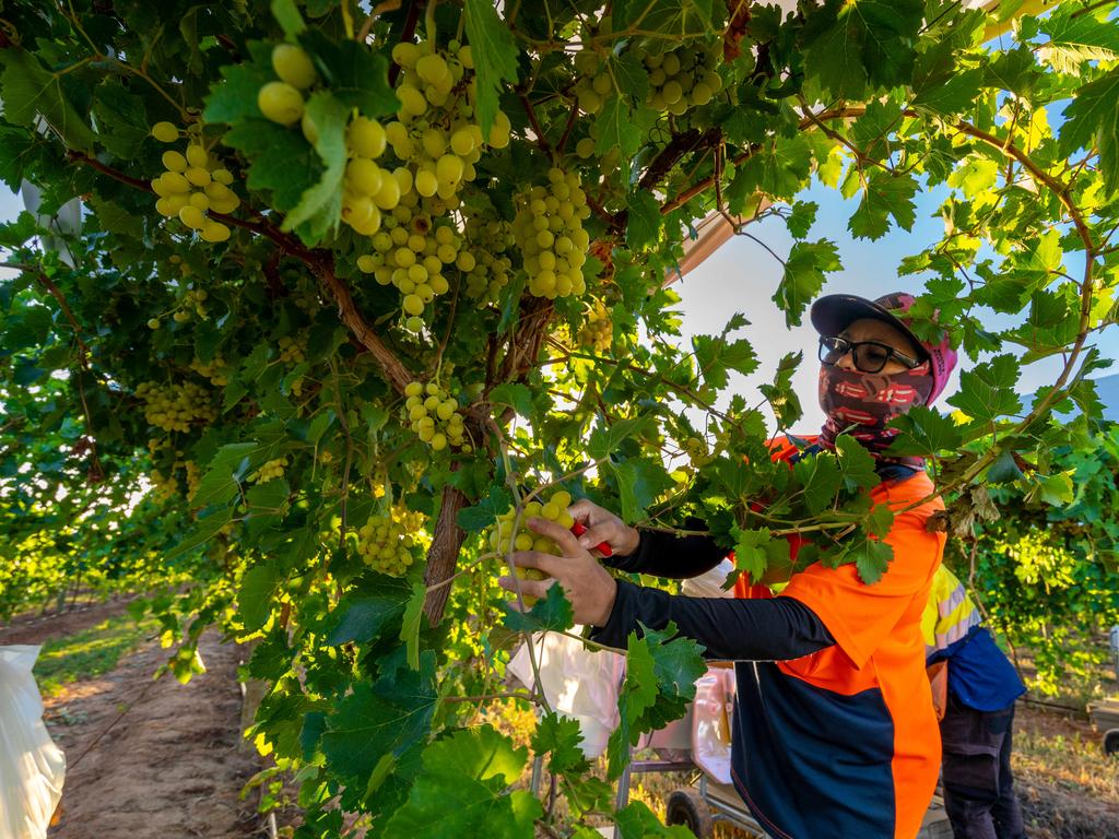 Farm labour shortages were in focus during the pandemic. Photo: Robert Klarich / The Australian