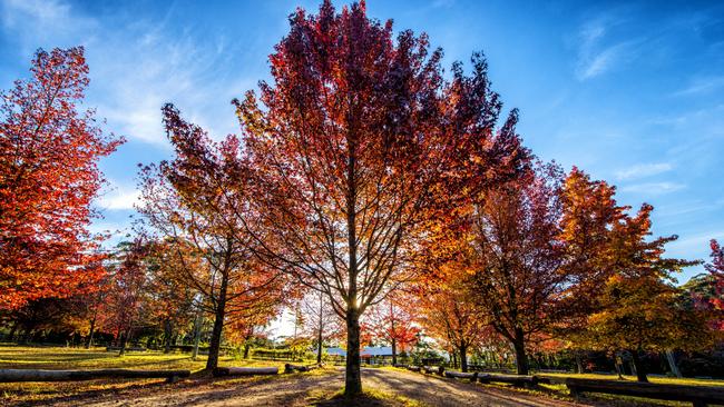 Autumn colour: maples at Mount Wilson, NSW. Picture: Getty Images