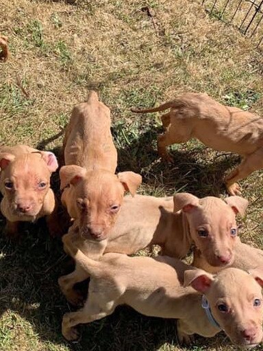 The very skinny young pups advertised on social media. Picture: Facebook