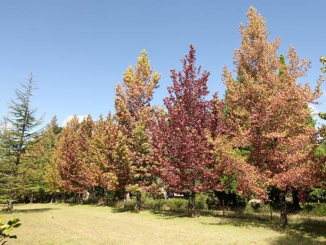 Autumn colours at Nooroo.