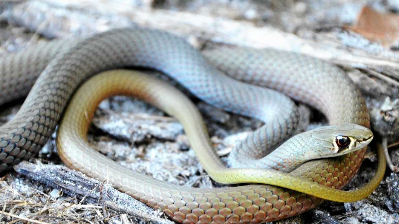 SNAKES ALIVE: Spate of snake bites on the Coast | The Courier Mail