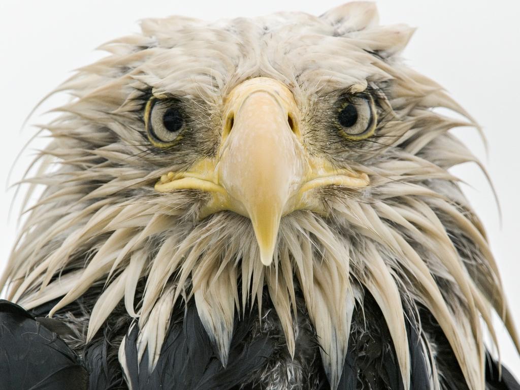 Wildlife Photographer of the Year: Bold eagle Klaus Nigge, Germany Finalist 2017, Animal Portraits After several days of constant rain, the bald eagle was soaked to the skin. Named after its conspicuous but fully-feathered white head (bald derives from an old word for white), it is an opportunist, eating various prey – captured, scavenged or stolen – with a preference for fish. At Dutch Harbor on Amaknak Island in Alaska, USA, bald eagles gather to take advantage of the fishing industry’s leftovers. Used to people, the birds are bold. ‘I lay on my belly on the beach surrounded by eagles,’ says Klaus. ‘I got to know individuals, and they got to trust me.’ page 3 of 5 The species was declining dramatically until the 1960s, but reduced persecution, habitat protection and a ban on the pesticide DDT has led to its recovery. Some threats persist, including lead poisoning – US prohibition on lead ammunition (which ends up in animals the birds eat) has recently been overturned. ‘As the eagle edged nearer, picking up scraps, I lowered my head,’ says Klaus, ‘looking through the camera to avoid direct eye contact.’ It came so close that it towered over him. His low perspective and simple composition, allowing full concentration on the eagle’s expression, created an intimate portrait, enhanced by the overcast light of the rainy day.