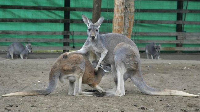 4 penis. Половой орган кенгуру валлаби.