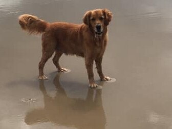 GOOD BOY: Edie the golden retriever was rescued by three people his owner Michelle Johnston called "super heores" after her beloved pooch fell down a crevice between some rocks at Evans Head and the trio helped rescue him..