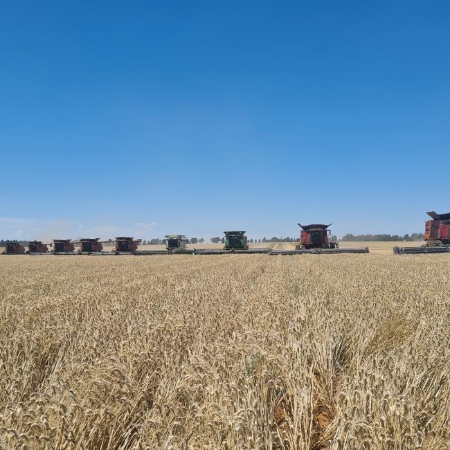 Nine headers in a paddock at Oaklands, harvesting a crop of wheat grown by Billabong Crows footy club. Picture: Supplied