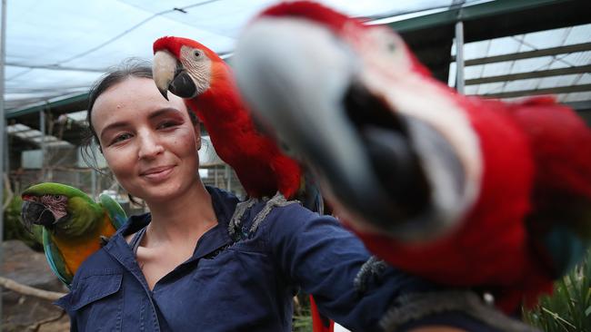 Keeper D'Arcy McCallum with rowdy macaws at the Maleny Botanic Gardens and Bird World on Queensland’s Sunshine Coast, which has missed out on funding. Picture: Lyndon Mechielsen