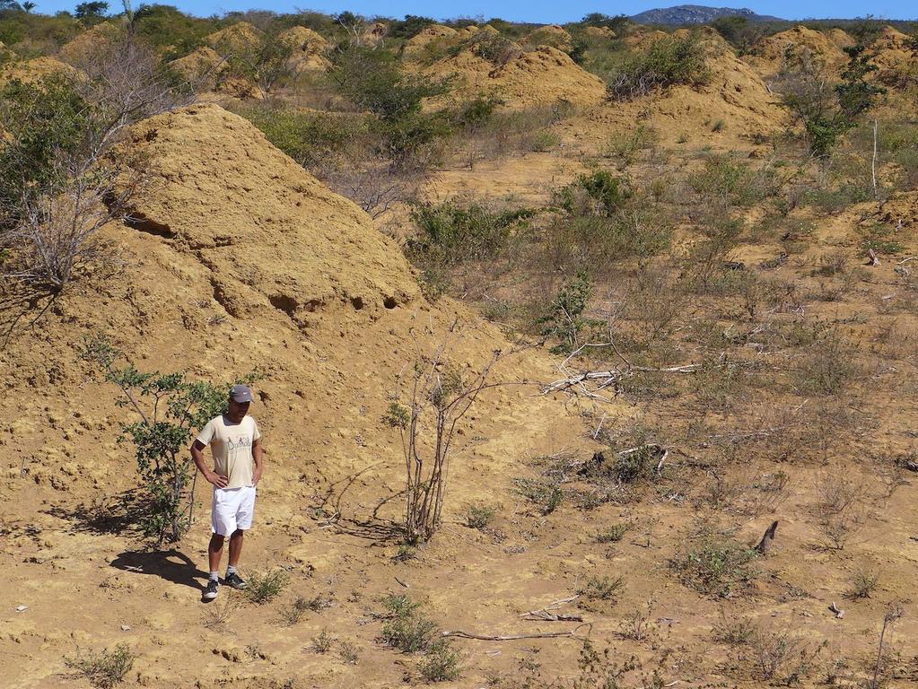 A researcher stands beside one of the huge termite mounds. Picture: Roy Funch