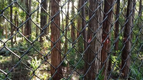 Forest at the old IBM site at West Pennant Hills. Picture: Supplied