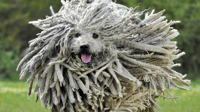 what are dogs that look like mops