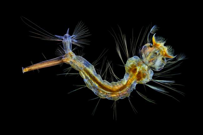 Nikon Small World 2019 12th Place - Mosquito larva Anne Algar Hounslow, Middlesex, United Kingdom