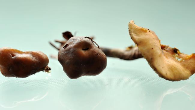 Magic mushrooms carries a seven-year jail term for possession.