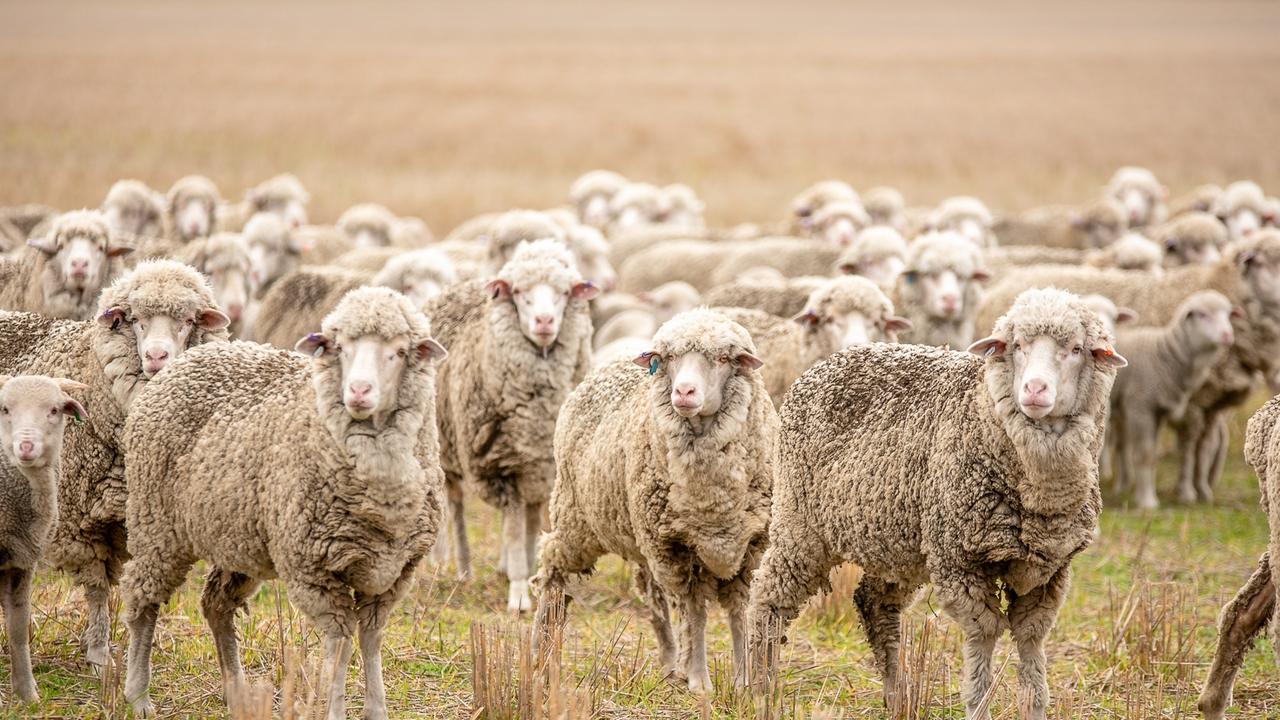 Funding for WA sheep farmers to commence in July 2025