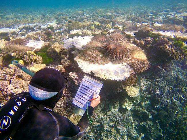 A diver inspecting and completing a survey on crown-of-thorns starfish at the Great Barrier Reef.