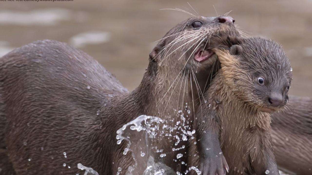 This young otter looked a little fed up with being picked up by the scruff of its neck. Picture: Comedy Wildlife Awards