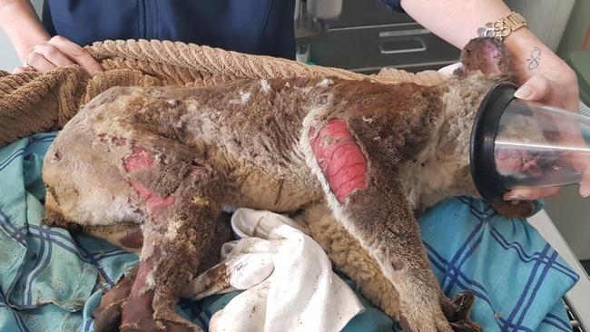 HORRIFIC: A burned koala came into the care of WIRES after being rescued from the  Whiteman Creek fires near Grafton  on August 12. After burns were assessed by the local vet, it was decided the burns were too severe for the animal to survive and it was later euthanised.