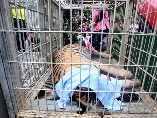 A sedated tiger lies in a cage at the Tiger Temple in Saiyok district in Kanchanaburi province. Picture: AP