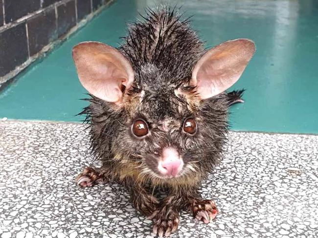 Bolt the brush-tailed possum was found injured and waterlogged on the front porch of a Mascot resident. Image: WIRES.