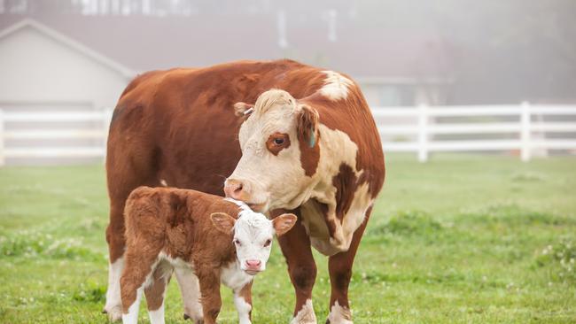 When cattle are older, heavier, pregnant and lactating when first infected, it is generally more severe than when young cattle are affected. Supplied.