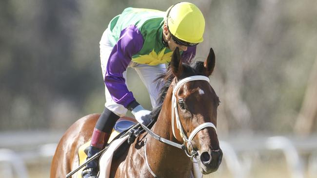 Zampano will look to maintain his unbeaten record at Tamworth on Tuesday. Picture: Bradley Photos