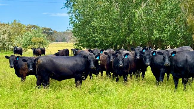 Some of the Angus females run on The Dingey, which the Branson family have used as an outblock from their main operation.