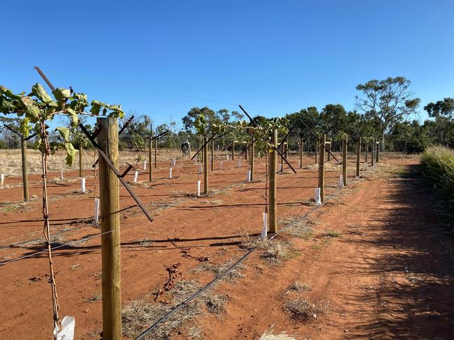 Table grapes growing at Singleton Station as part of a cropping trial in 2022.