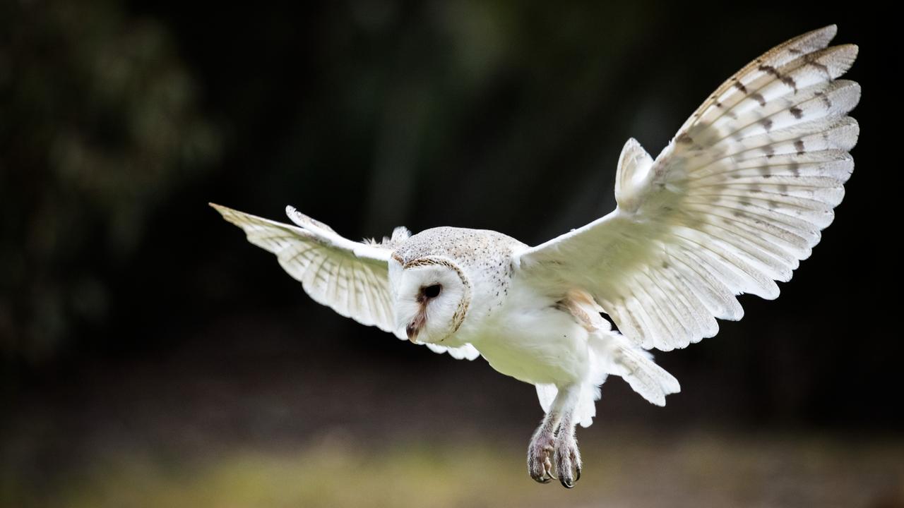 Raptor Domain on Kangaroo Island. Picture: Lachlan Gardiner